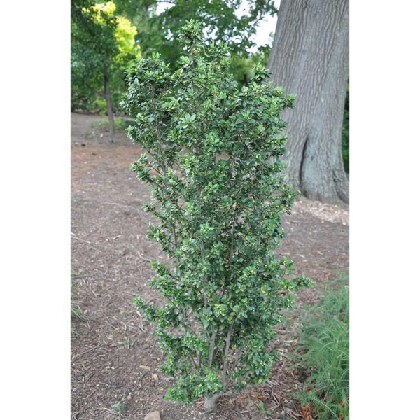 Ilex crenata