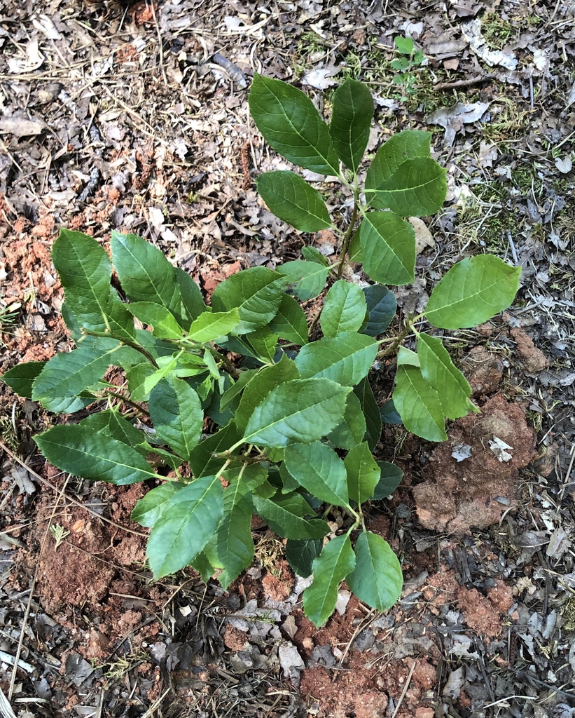 Ilex verticillata