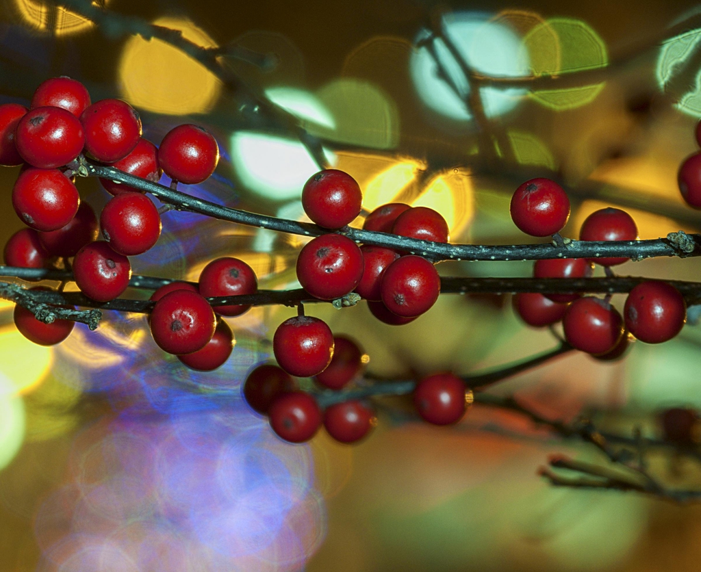 ilex verticillata berries with street lights in December