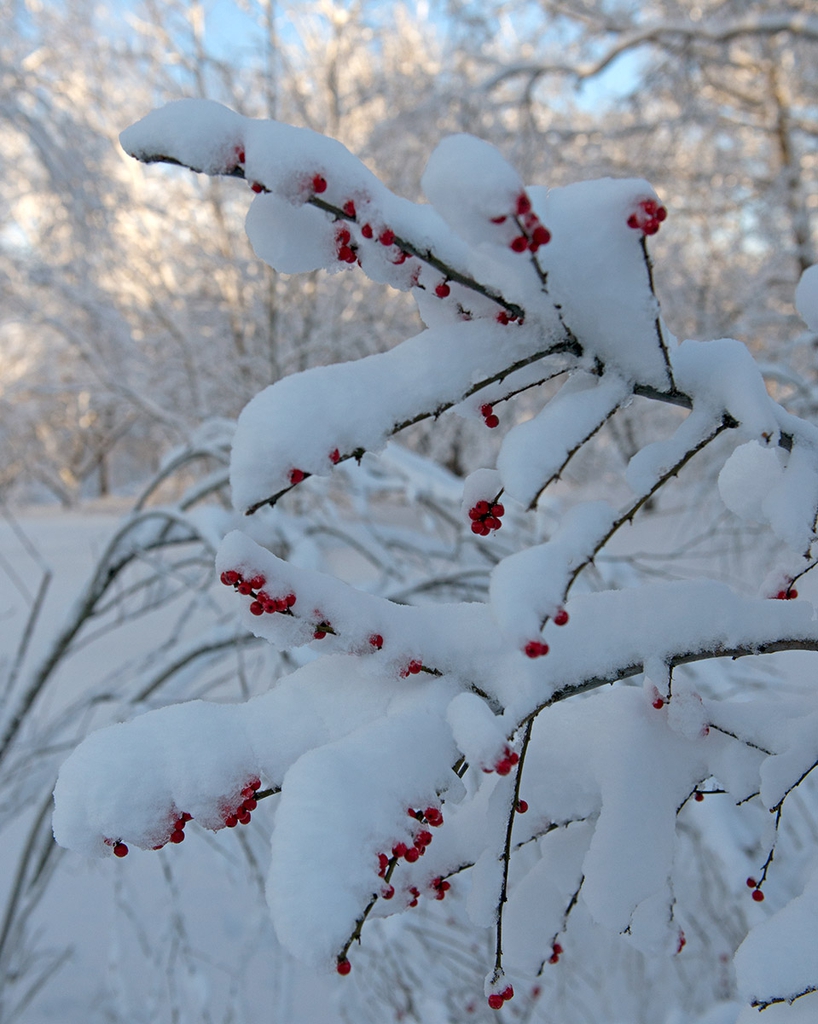 ilex verticillata fruit in snow