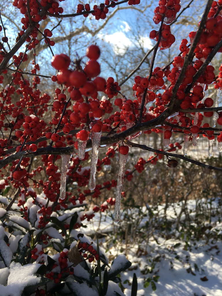 ilex verticillata fruit in snow and ice