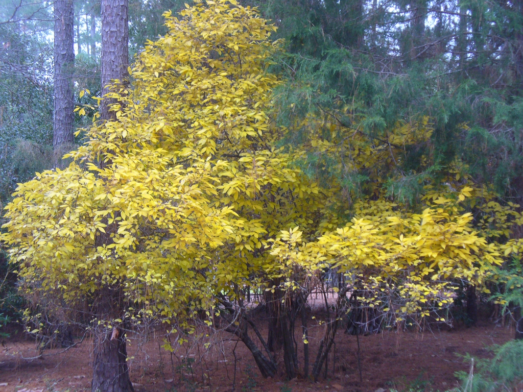 ilex verticulata's form in the fall in Moore County