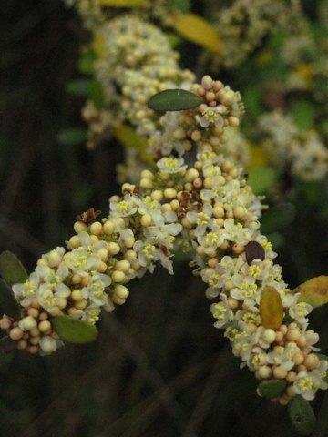 Ilex vomitoria