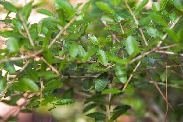 Ilex vomitoria