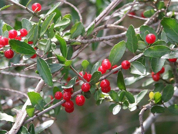 Ilex vomitoria