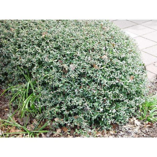 Ilex vomitoria 'Nana'