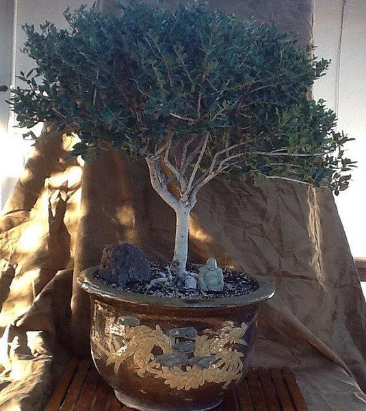 Ilex vomitoria 'Nana'