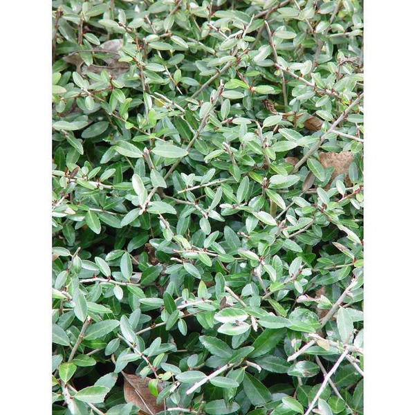 Ilex vomitoria 'Nana'