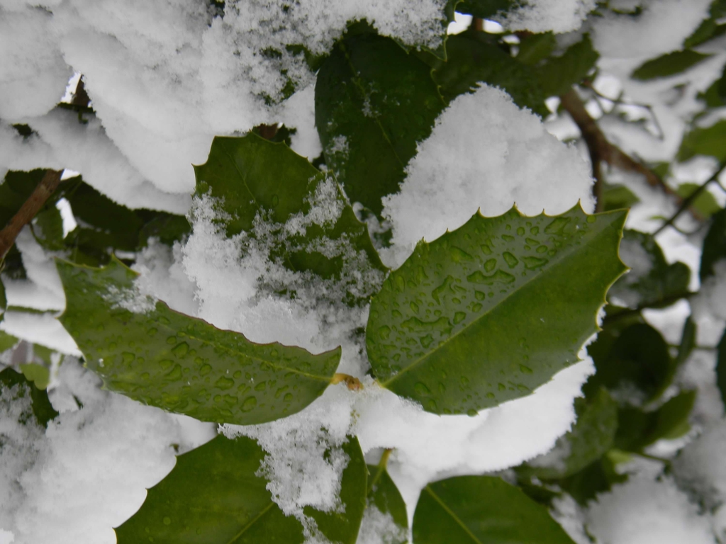 Ilex x 'Emily Bruner'