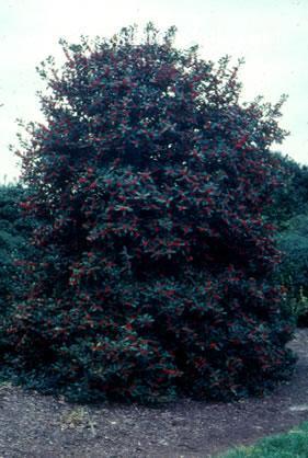 Ilex x 'Nellie R. Stevens'