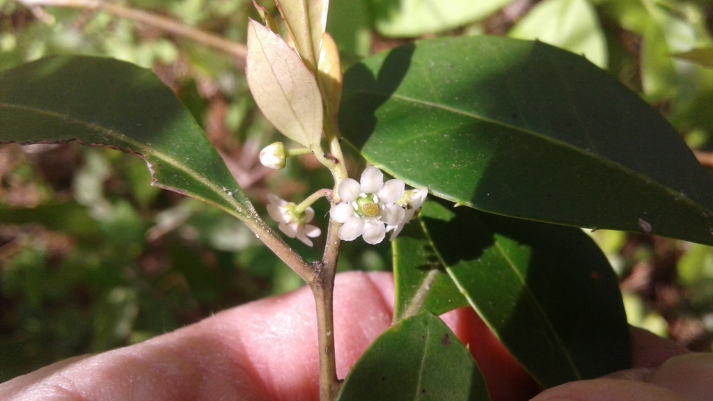 Hand holding a small white flower with prominent stigma.