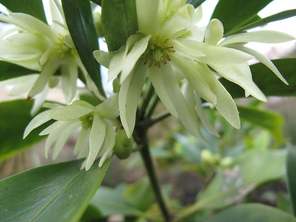 Illicum anisatum