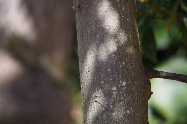 Illicium anisatum