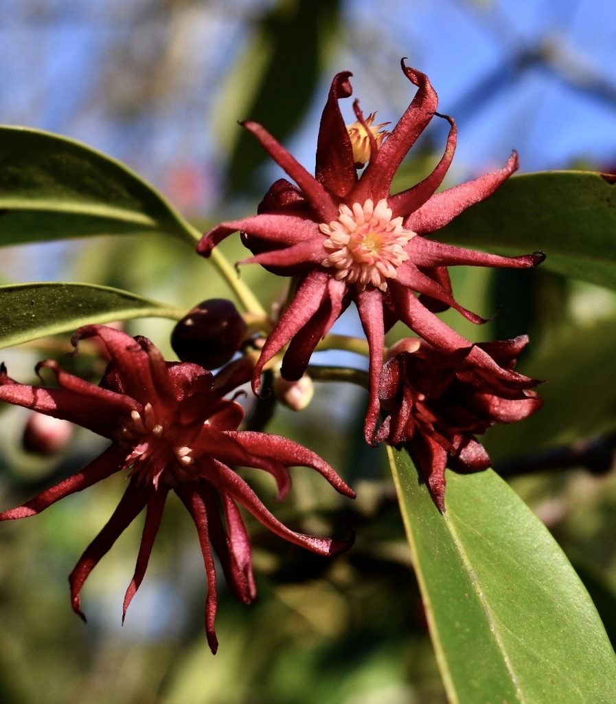 Purplish-red , star-shaped flower - Spring