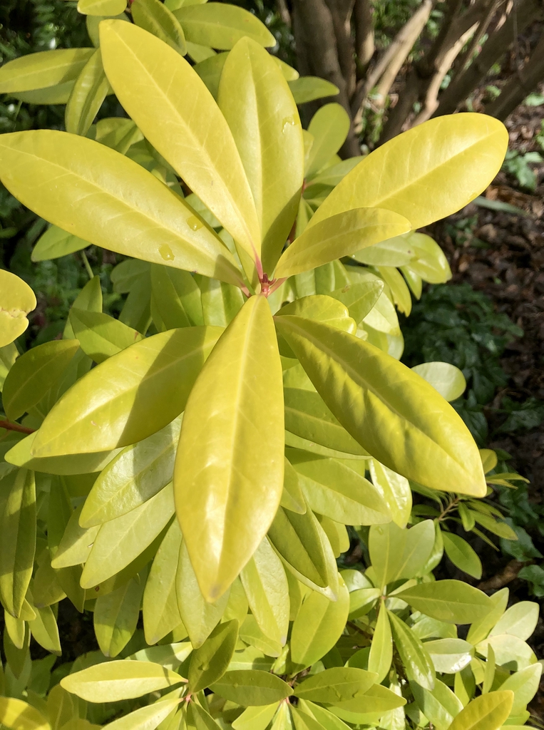 Dense shrub with chartreuse foliage.