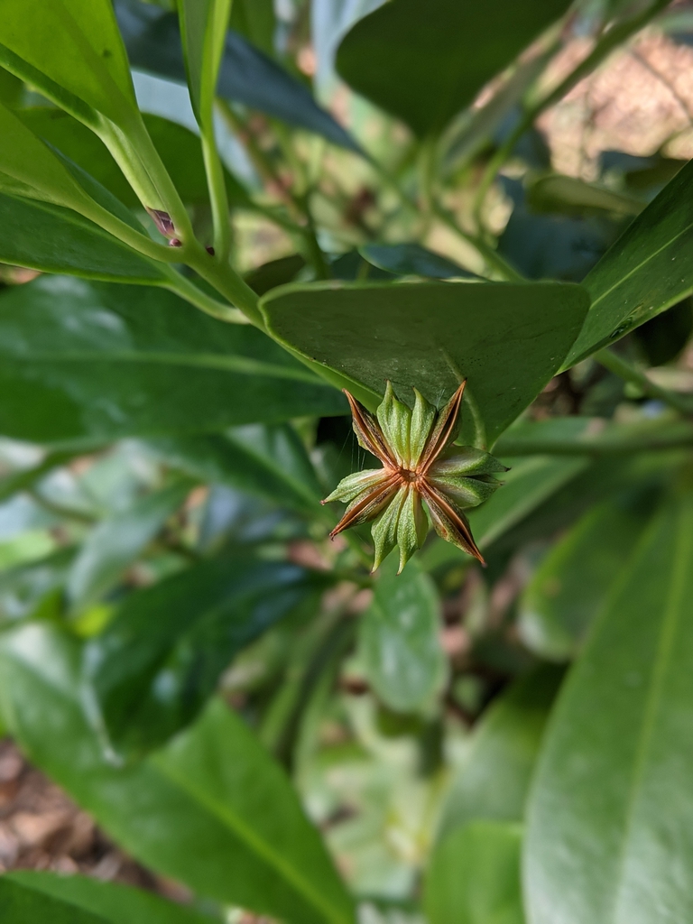 "Wheel" of follicles not yet fully ripe. Like star anise.