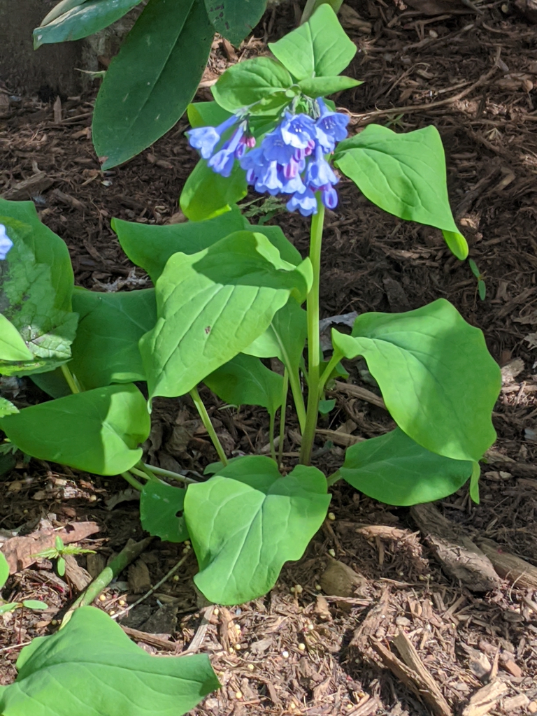 Mertensia virginia