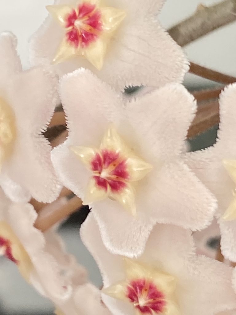 Flowers are hairy