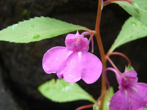 Flower pink