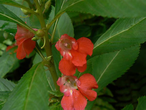 Flower red