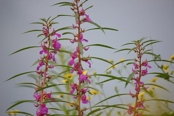 Full plant