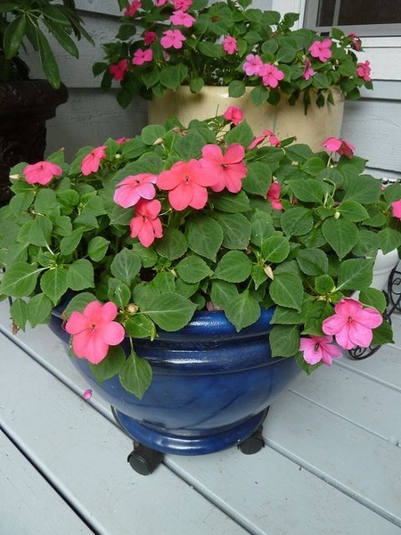 Impatiens wallerina