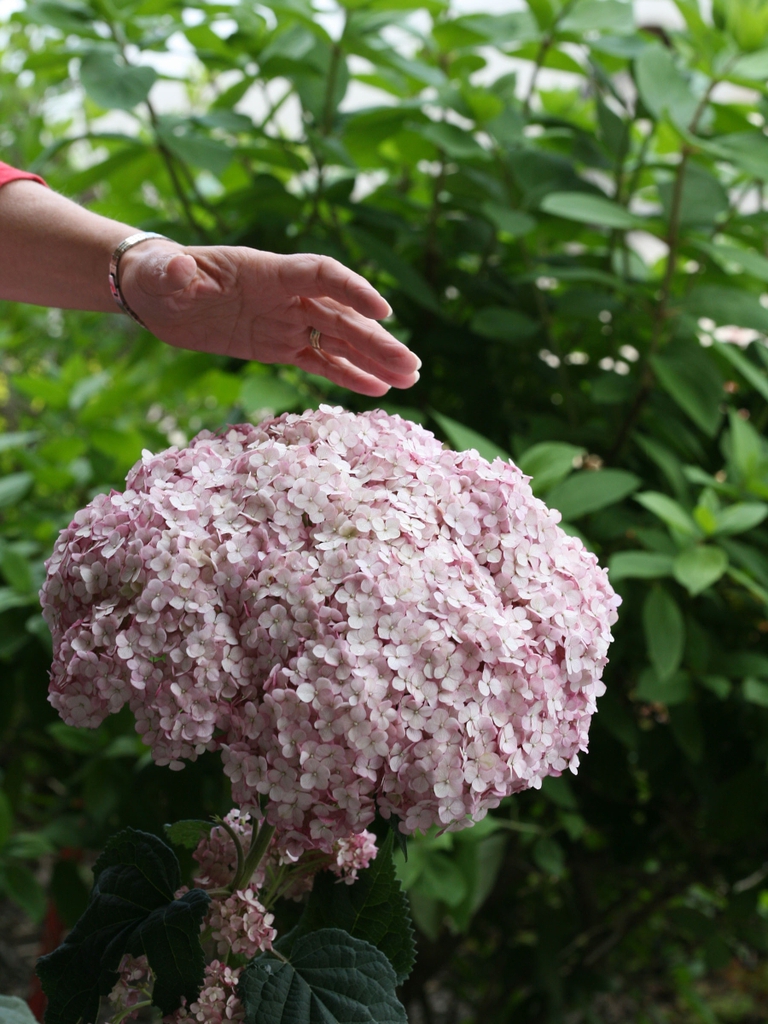 Pink pompom flower cluster