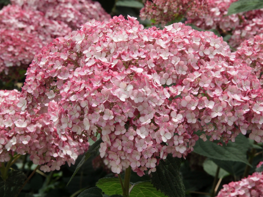 Close up of pink pompom flower cluster