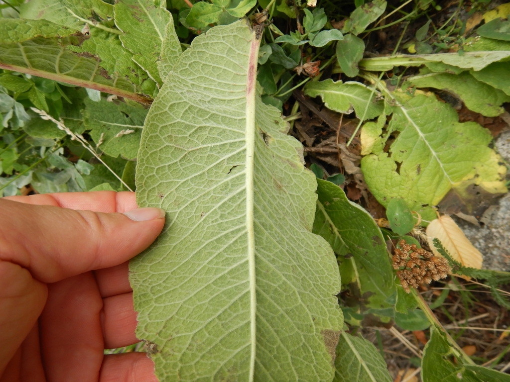 Underside of leaf with white midvein