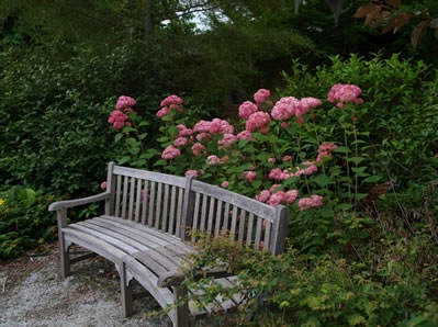 Bench in front of a shrub with pink pompom flowers.