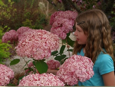 Young girl examining the large pompoms of pink flowers.