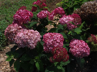 Shrub with dark pink pompom flower clusters
