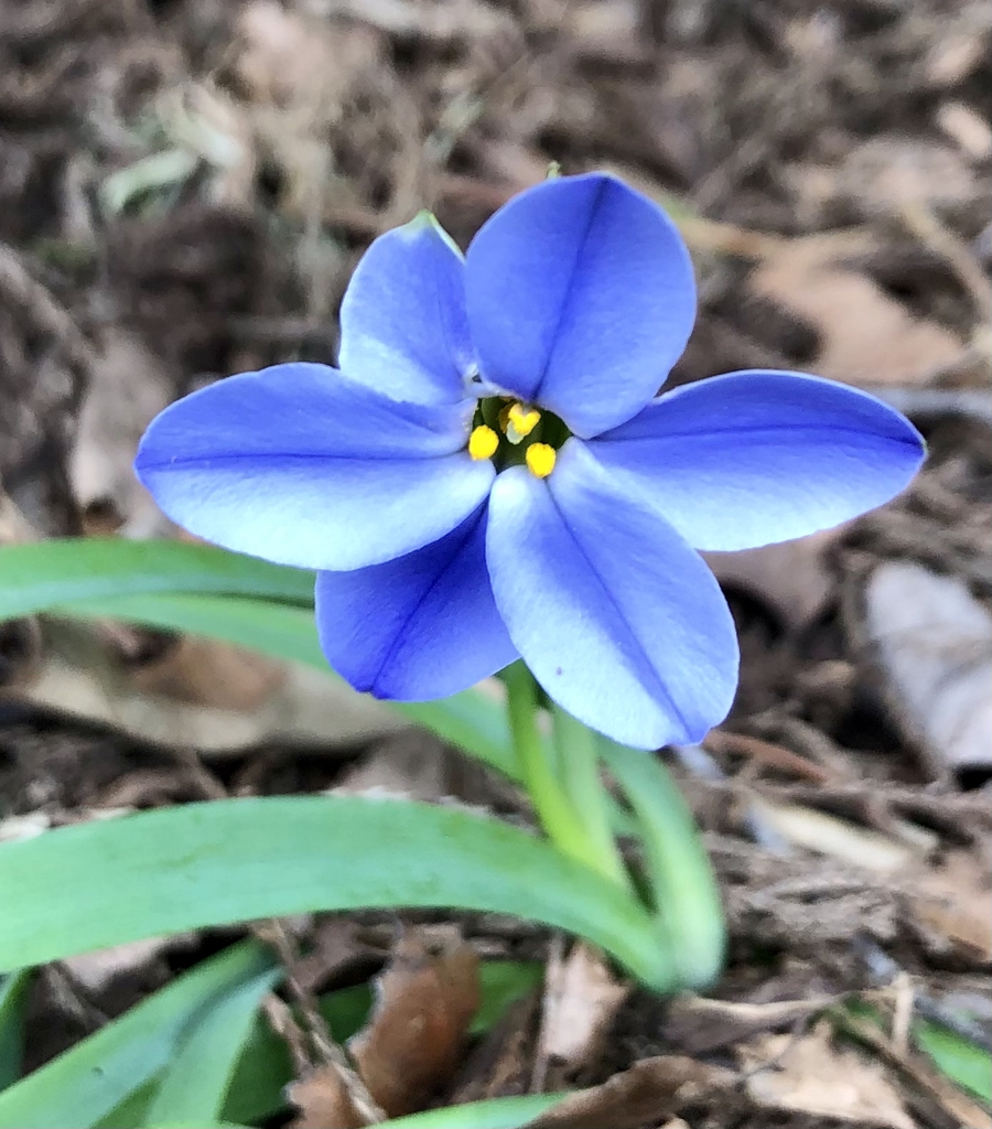 Ipheion uniflorum