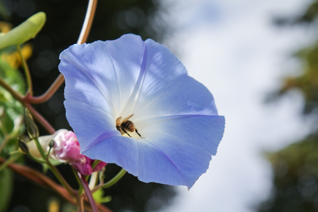 Flower with bee