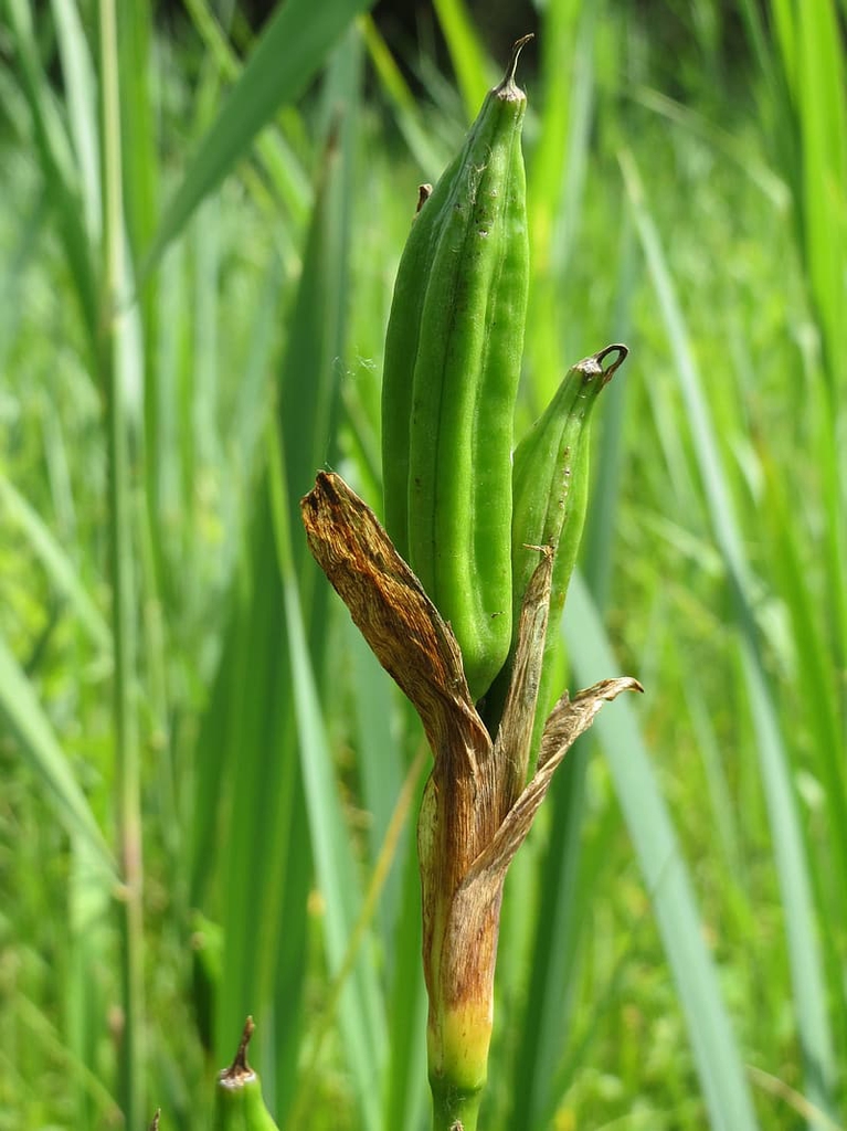 Fruit
