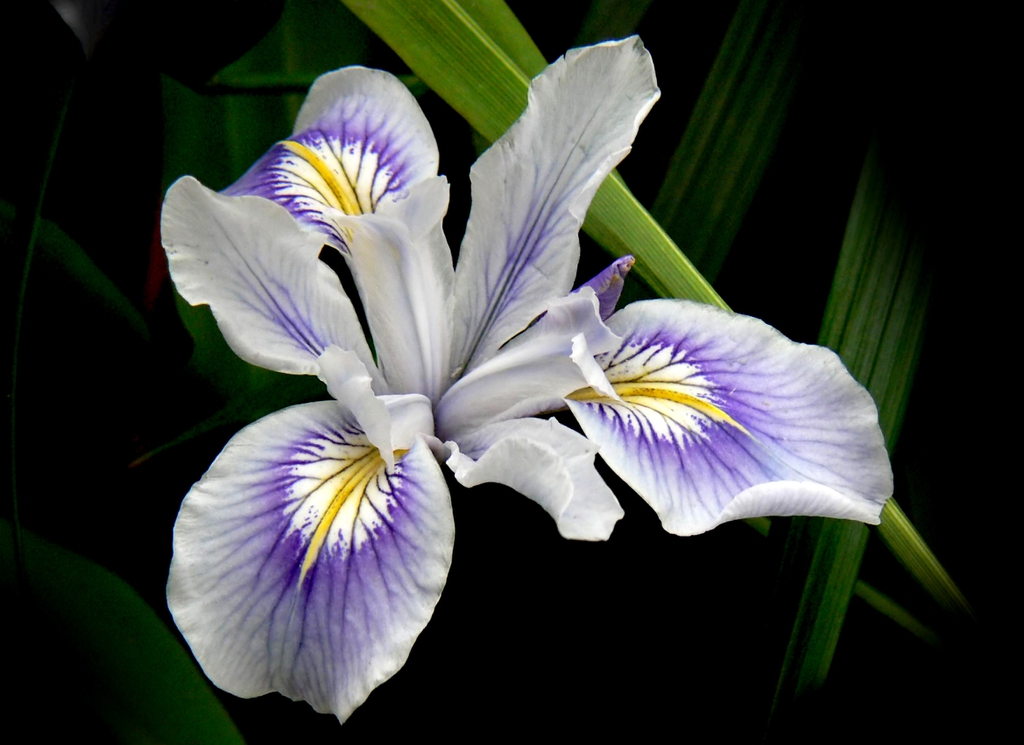 multicolored iris