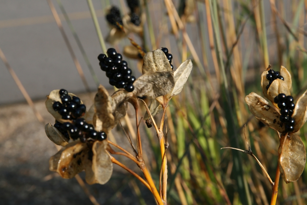 Blackberry-like fruits