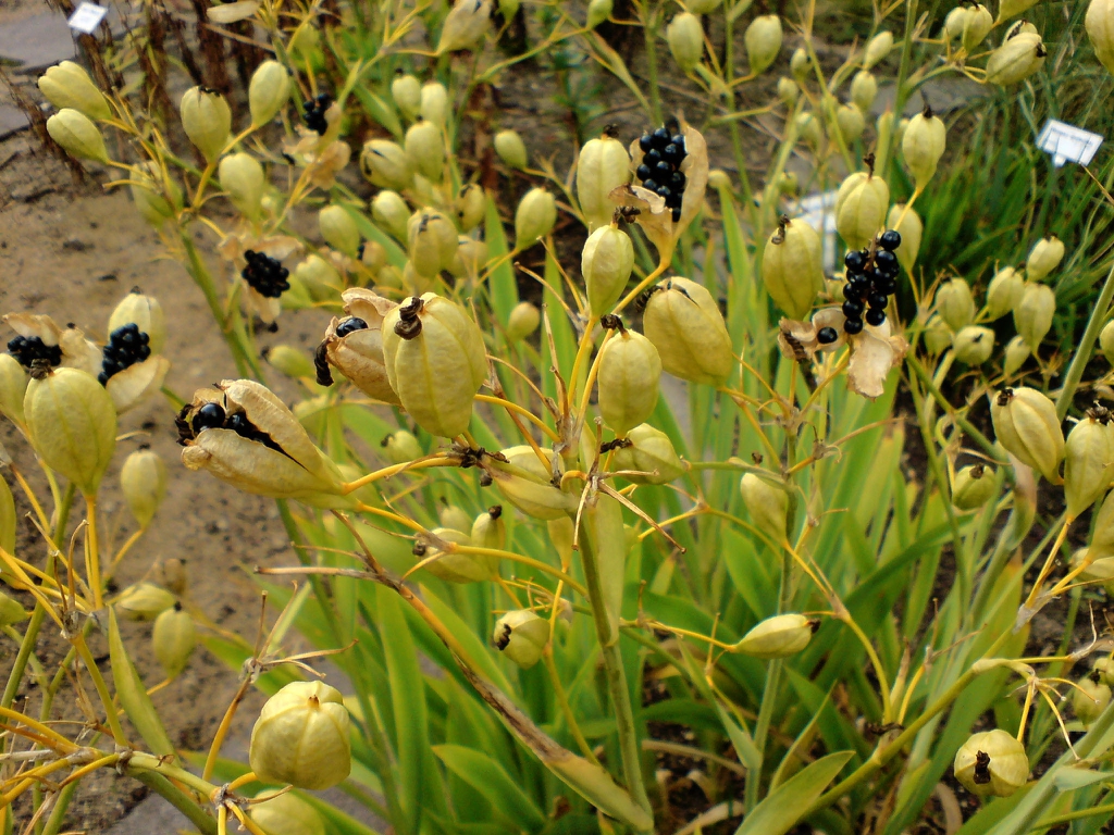 Fruits opening