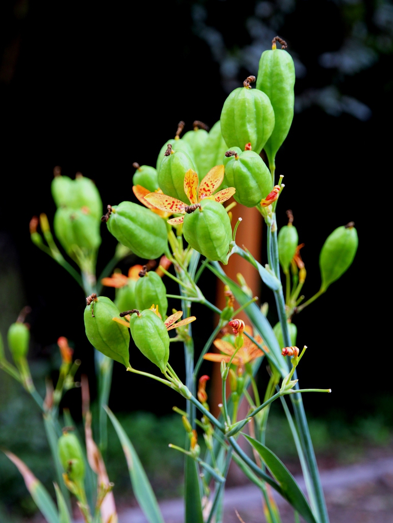 Immature fruits