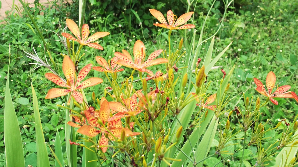 Flowers