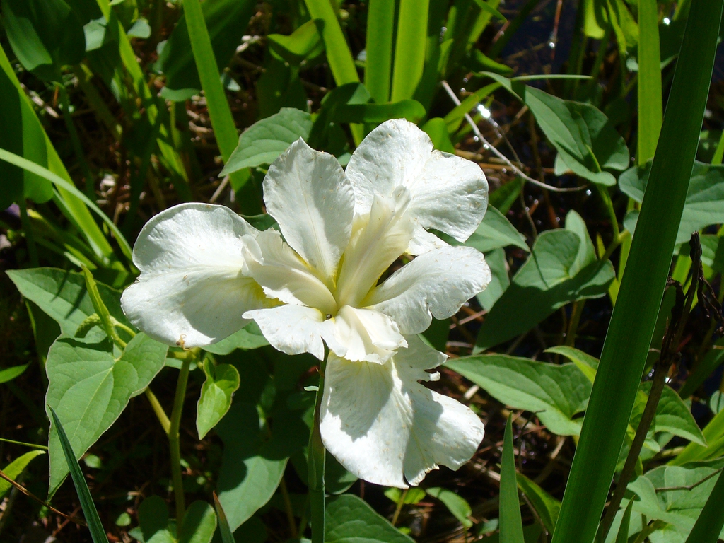Iris ensata 'Anytus' flower in summer in Moore County