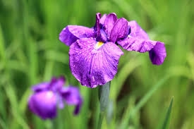 Iris ensata