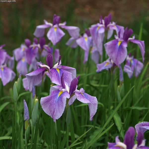 Iris ensata
