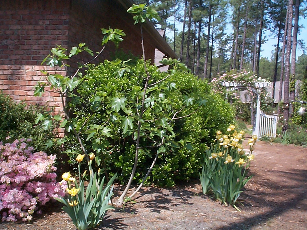 with Ficus carica and Ilex cornuta in spring in Moore County