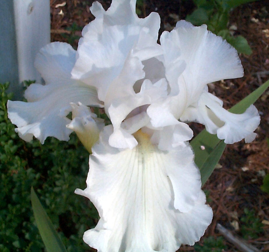 Iris germanica in the spring in Moore County