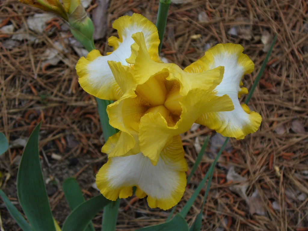 Iris germanica in the spring in Moore County