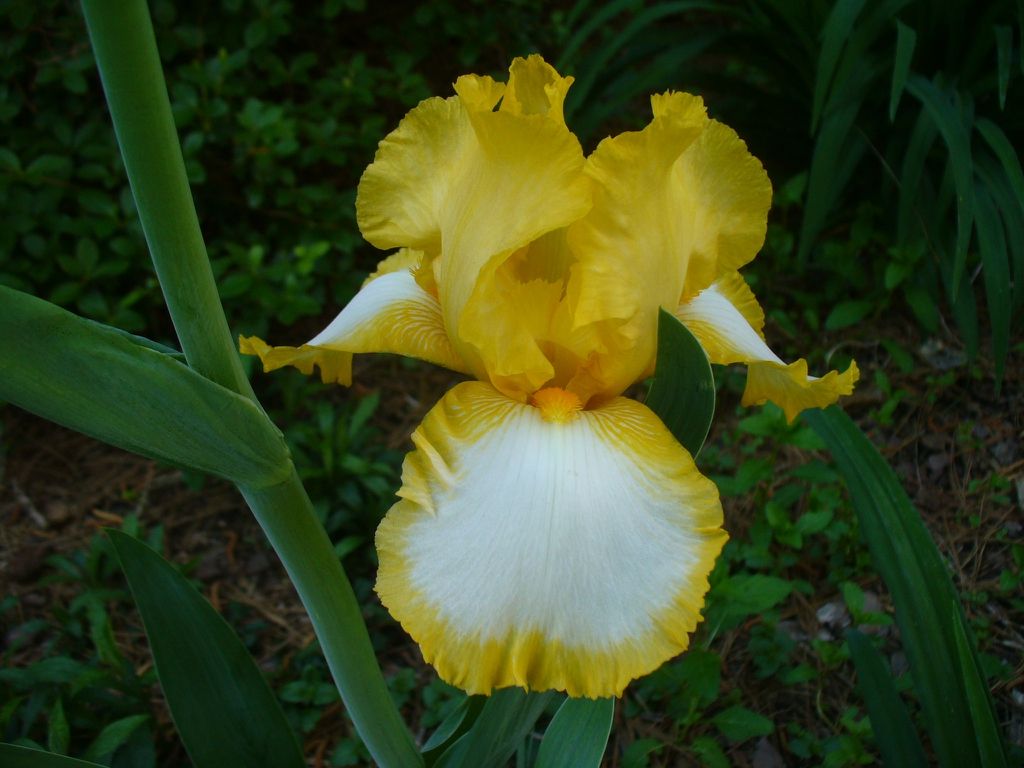 Iris germanica in the spring in Moore County