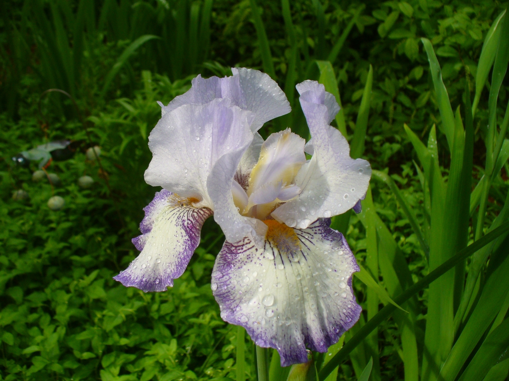 flower in the spring in Moore County