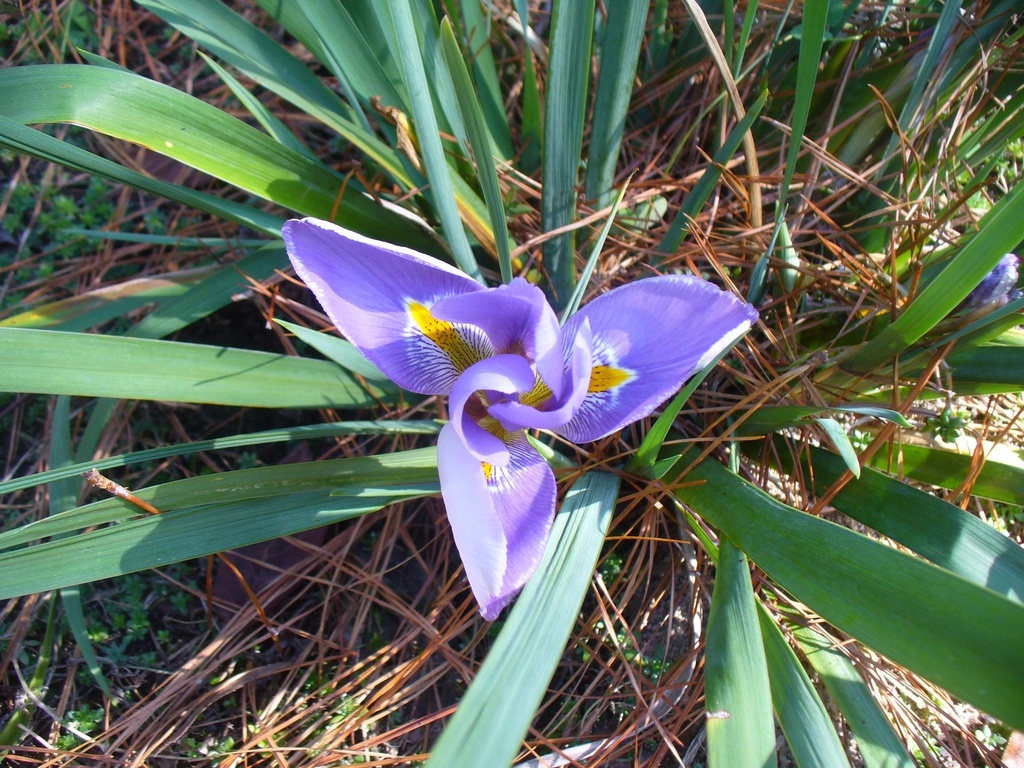 Iris unguicularis in the winter in Moore County