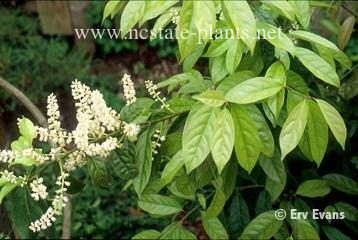 Itea chinensis